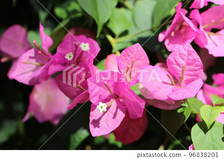 明亮的粉紅色九重葛花在熱帶植物園的溫暖環境中綻放。 96838201