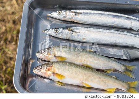 [Car camping on the riverbed of Nakatsugawa, making sweetfish and saury grilled with salt] 96838243