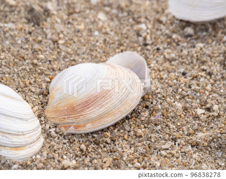 在海灘的海殼。 96838278