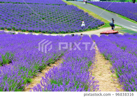 北海道遊記七月日出公園上富良野町薰衣草園 北海道遊記七月日出公園上富良野町薰衣草園 96838316