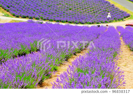 北海道遊記七月日出公園上富良野町薰衣草園 96838317