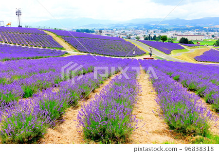 北海道遊記七月日出公園上富良野町薰衣草園 北海道遊記七月日出公園上富良野町薰衣草園 96838318