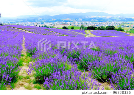 北海道遊記七月日出公園上富良野町薰衣草園 96838326