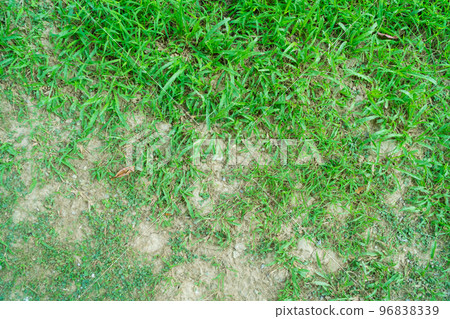 A patch is caused by the destruction of fungus Rhizoctonia Solani grass leaf change from green to dead brown in a circle lawn texture background dead dry grass. Dead grass of the nature background. 96838339