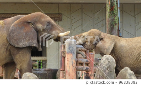 非洲象（稀樹草原象和森林象） 96838382