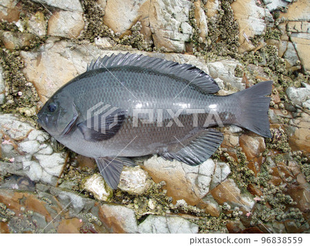 A beautiful young porcupine fish lying on the shore and photographed. A beautiful young porcupine fish lying on the shore and photographed. 96838559