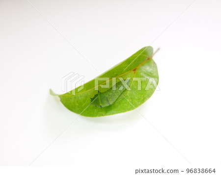 毛毛蟲毛毛蟲幼蟲藍瓶燕尾蝶 96838664