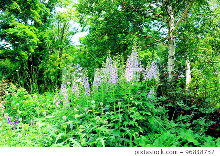 北海道遊記：七月的大雪森園 96838732