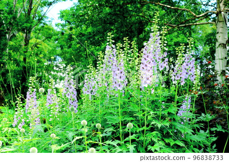 Hokkaido Travelogue: Daisetsu Mori Garden in July Hokkaido Travelogue: Daisetsu Mori Garden in July 96838733