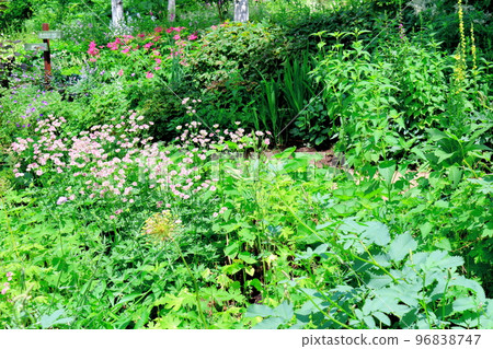 北海道遊記：七月的大雪森園 96838747