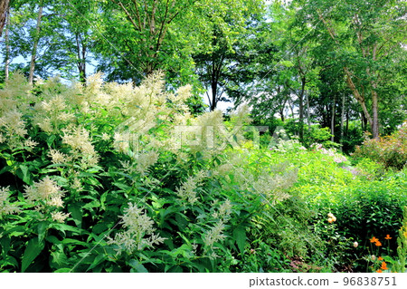 Hokkaido Travelogue: Daisetsu Mori Garden in July 96838751
