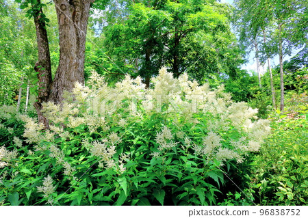 Hokkaido Travelogue: Daisetsu Mori Garden in July 96838752