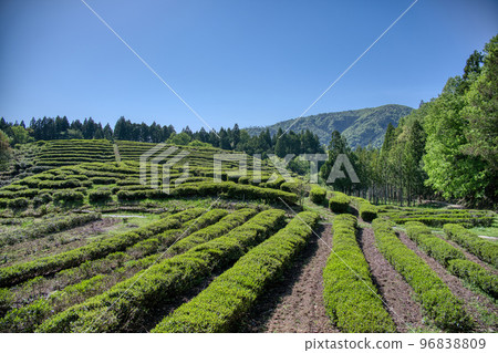 Road to Keizokuji Temple (former Ipukuji Temple) Kameyama Tea Plantation April 2022 Road to Keizokuji Temple (former Ipukuji Temple) Kameyama Tea Plantation April 2022 96838809