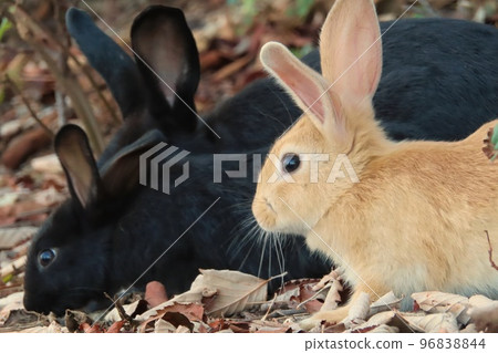 [Hiroshima Prefecture] Rabbits of Okunoshima 96838844