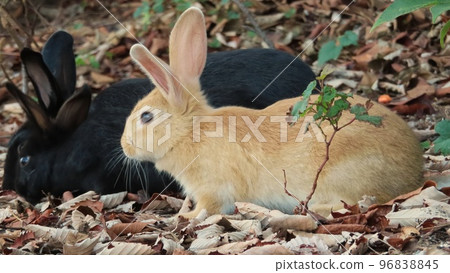 [廣島縣]奧之島的兔子 96838845