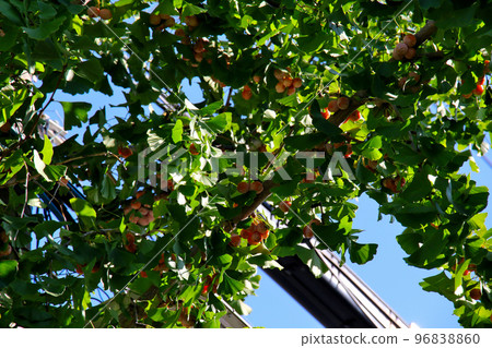 Nishinomiya City: Ginkgo nuts growing at the crossing of Fudaba-suji, where Nishinomiya's cultural facilities are scattered Nishinomiya City: Ginkgo nuts growing at the crossing of Fudaba-suji, where Nishinomiya's cultural facilities are scattered 96838860