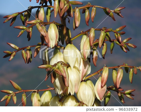 一年開兩次的“尤卡蘭”花 96838972