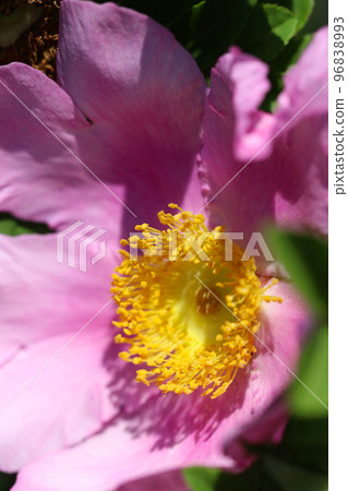A macro close-up shot of the beautiful pale purple and mauve Izayoi rose flowers under fine weather. 96838993