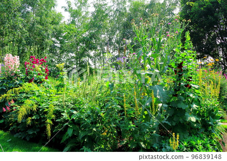 北海道遊記 七月的上野農場 下午的花園 北海道花園路 96839148