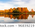 Metasequoia autumn leaves dyed in the setting sun 96839219