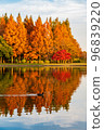 Metasequoia autumn leaves dyed in the setting sun 96839220