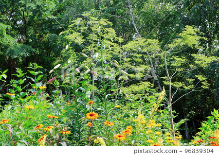 北海道遊記 七月的上野農場 下午的花園 北海道花園路 96839304