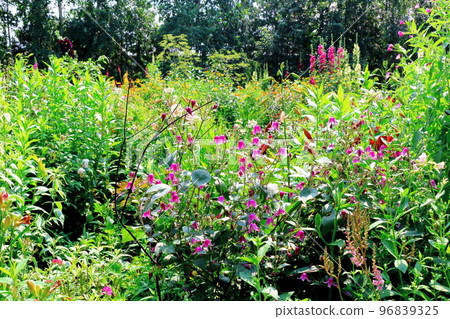 Hokkaido Travelogue Ueno Farm in July Afternoon Garden Hokkaido Garden Road 96839325