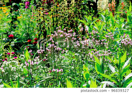 Hokkaido Travelogue Ueno Farm in July Afternoon Garden Hokkaido Garden Road 96839327