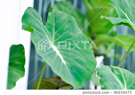 Colocasia variegated, Colocasia esculenta Nancys Revenge or colocasia nancys revenge Colocasia variegated, Colocasia esculenta Nancys Revenge or colocasia nancys revenge 96839473