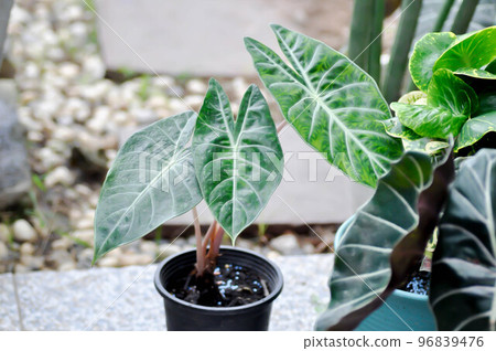 alocasia ,alocasia pink dragon plant or Alocasia baginda. 96839476