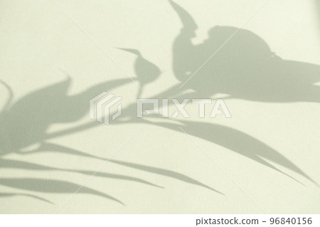 Plant shadows and margins reflected on the wall 96840156