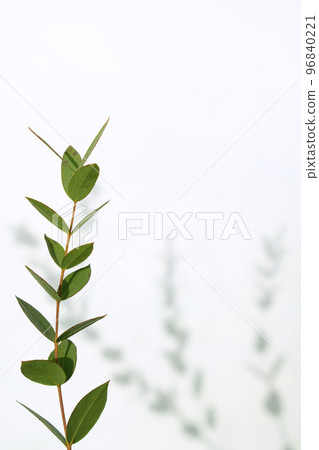 Green leafy plants, shadows and margins Green leafy plants, shadows and margins 96840221