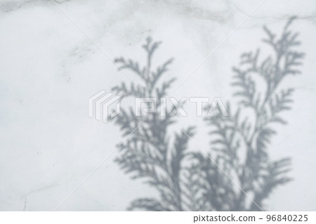 Plant shadows and margins reflected on the wall 96840225