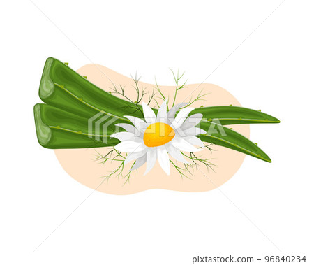 Aloe-vera. Aloe leaves with chamomile flowers. Medicinal plant. A plant for cosmetics. Vector illustration. 96840234