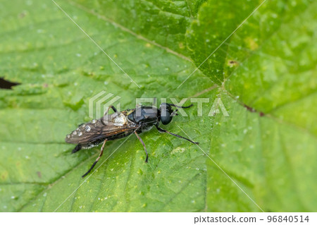 Rurimizuabu Rurimizuabu 96840514