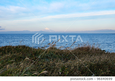 湘南三浦半島的名勝黑崎之花（神奈川縣三浦市）的冬天 96840699