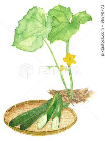 A set of cucumbers and flowers in a colander drawn by watercolor White back Transparent background A set of cucumbers and flowers in a colander drawn by watercolor White back Transparent background 96840773