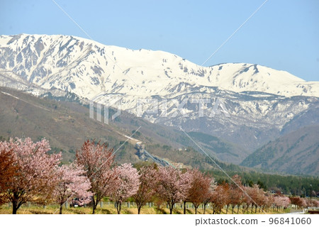降雪北阿爾卑斯山和櫻花行 96841060