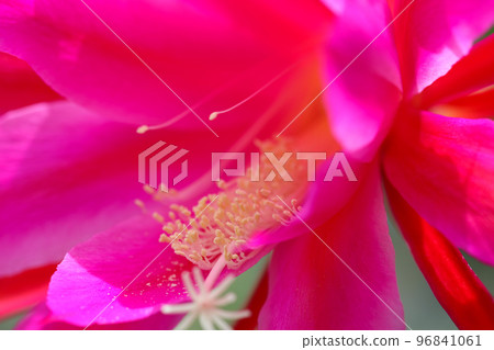 生動的激情粉紅色孔雀仙人掌花,花瓣質地(微距特寫攝影) 生動的激情粉紅色孔雀仙人掌花,花瓣質地(微距特寫攝影) 96841061