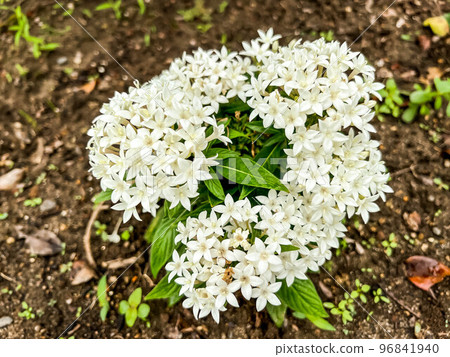 White pentas flowers blooming in early summer White pentas flowers blooming in early summer 96841940