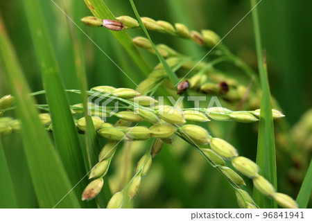A macro close-up photograph of new rice, a rice plant that has begun to ripen green and plump. 96841941