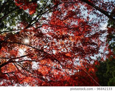 Autumn leaves of maple 96842133