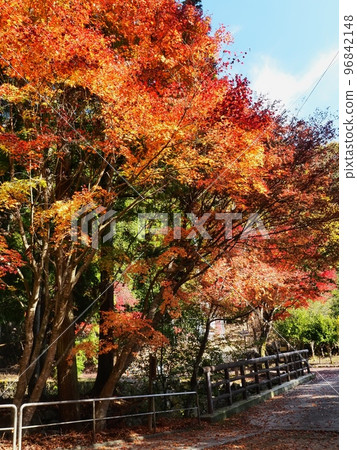 Autumn leaves in Rakan no Sato: Autumn leaves in Rakan Valley 96842148