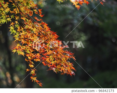 Autumn leaves of maples Autumn leaves of Rakan no Sato Autumn leaves of Rakan Valley 96842173