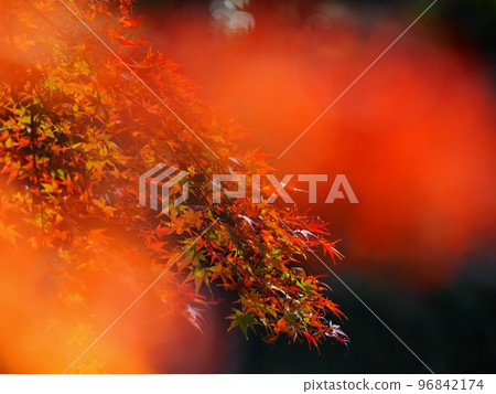 Momiji to make autumn leaves 96842174