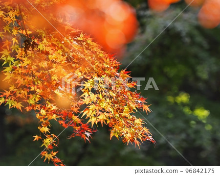 Autumn leaves of maples Autumn leaves of Rakan no Sato Autumn leaves of Rakan Valley 96842175