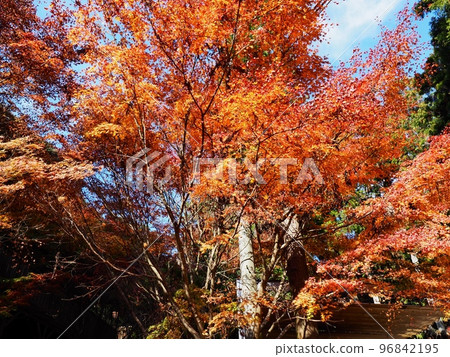 Autumn leaves of maples Autumn leaves of Rakan no Sato Autumn leaves of Rakan Valley Autumn leaves of maples Autumn leaves of Rakan no Sato Autumn leaves of Rakan Valley 96842195