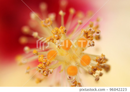 美麗的黃色芙蓉雄蕊和雌蕊的宏觀圖像，看起來像是鑲嵌著珠寶和黃金 96842223