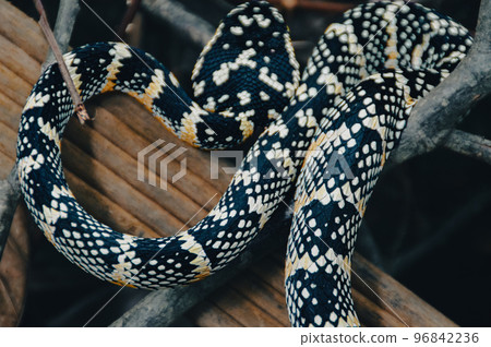 Close up of a coiled female Tropidolaemus wagleri, more commonly known as Wagler's pit viper spotted in Bukit Lawang North Sumatra, Indonesia 96842236
