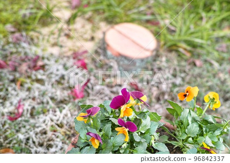 Small garden image palm stump 96842337